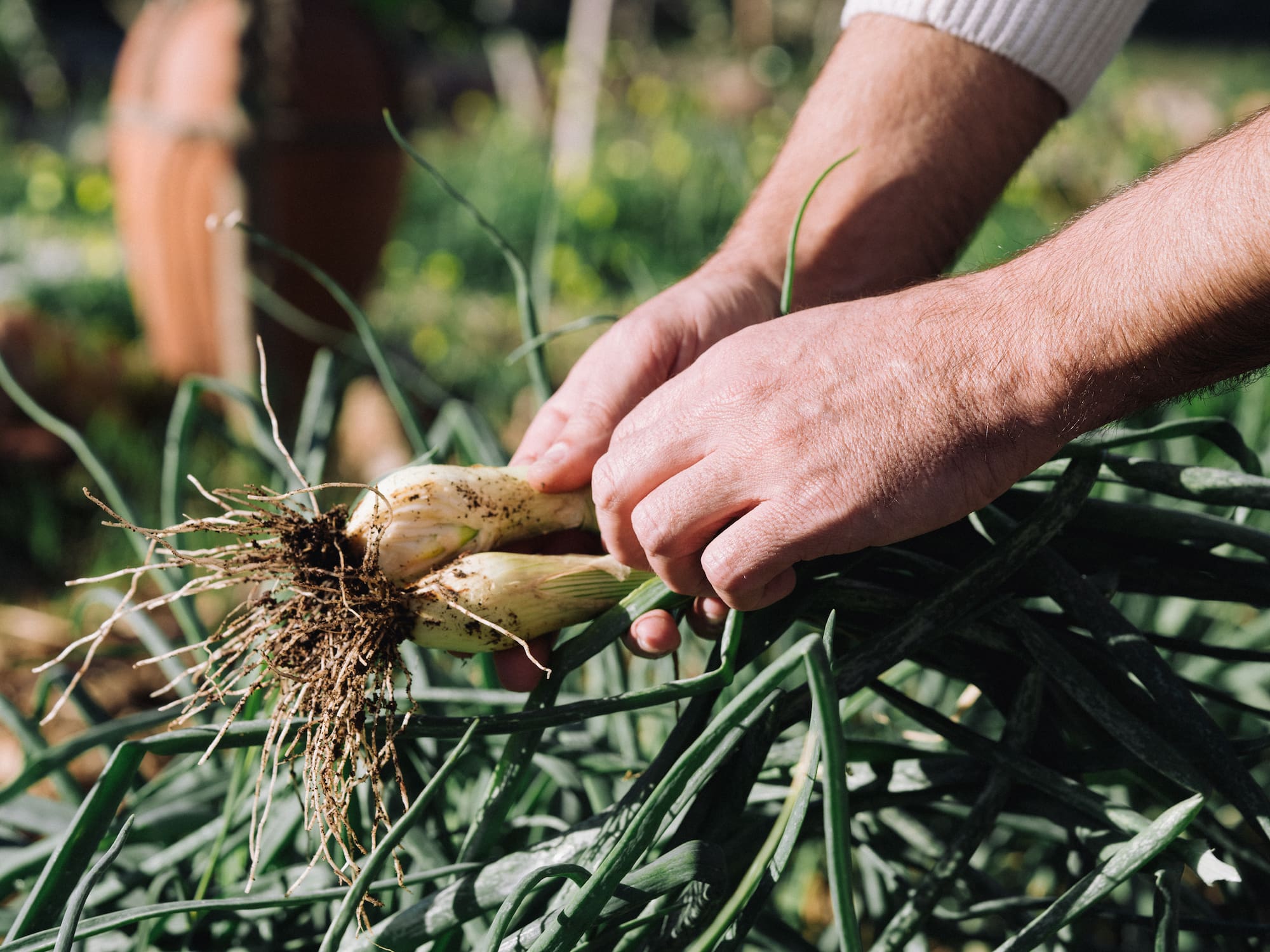 a person holding a bunch of onions