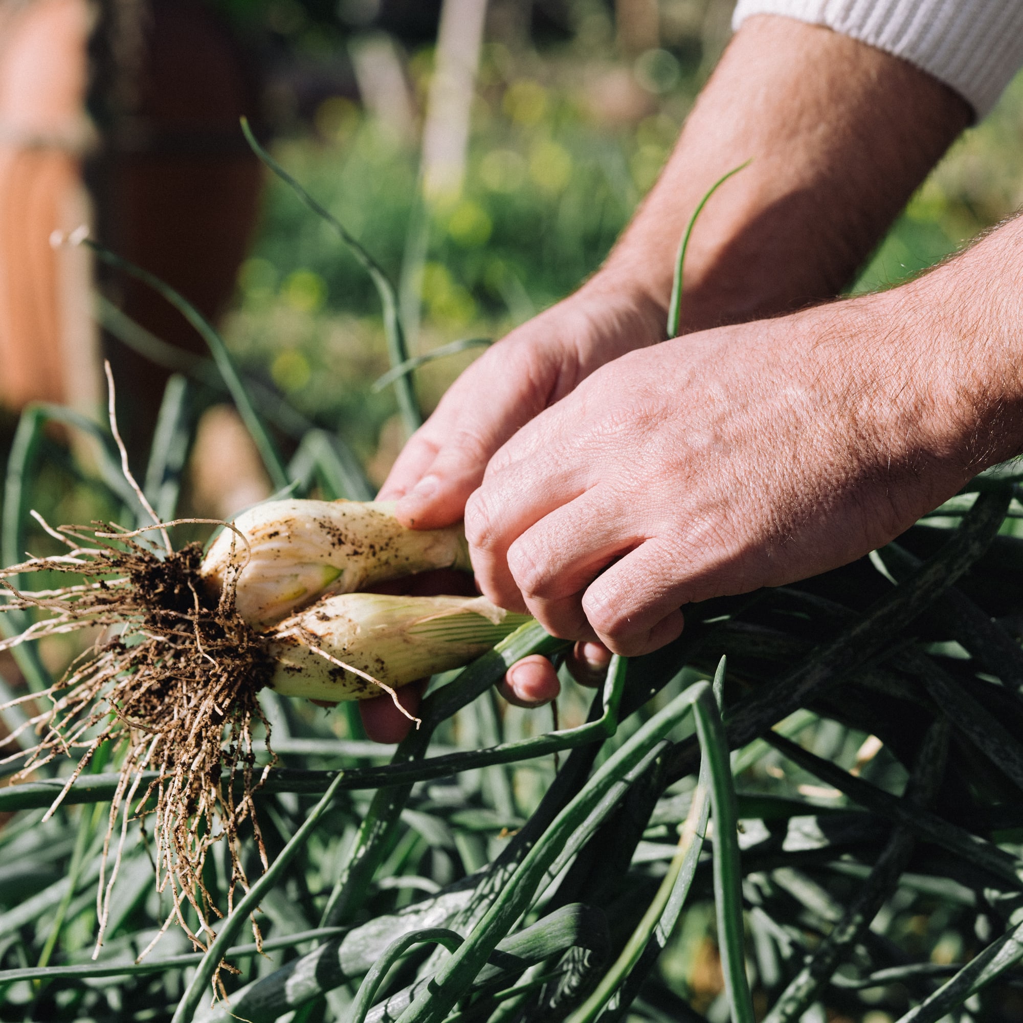 a person holding a bunch of onions