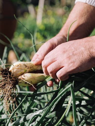 a person holding a bunch of onions