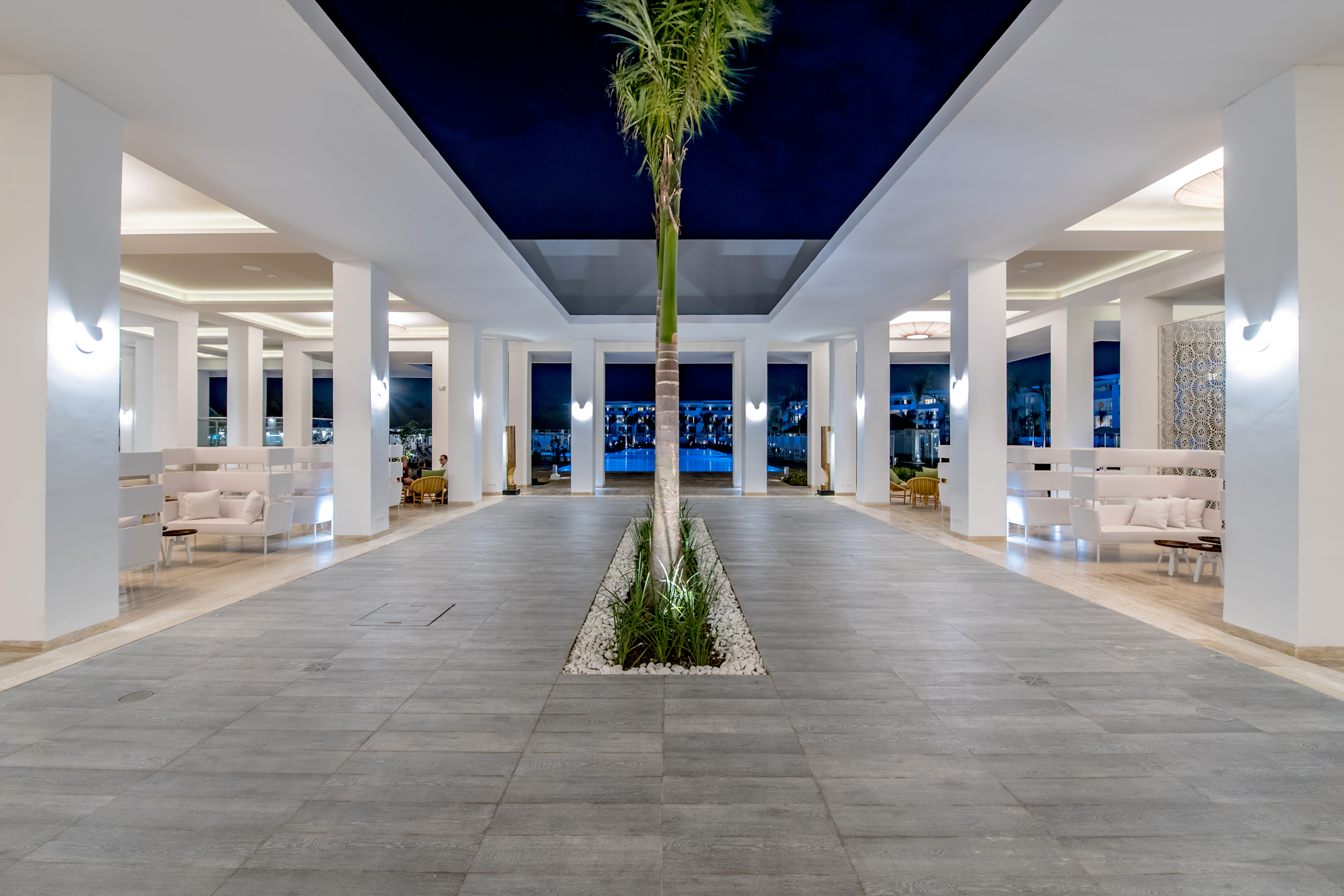 a palm tree in a room with white pillars