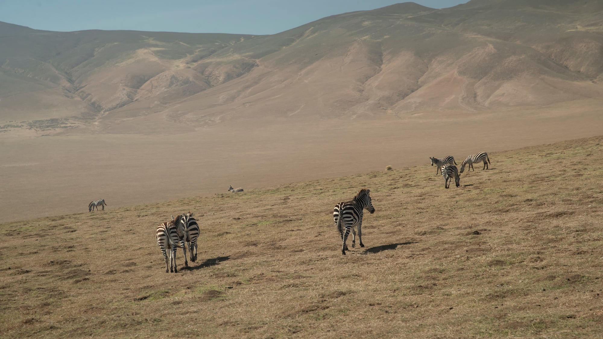 a group of zebras in a field