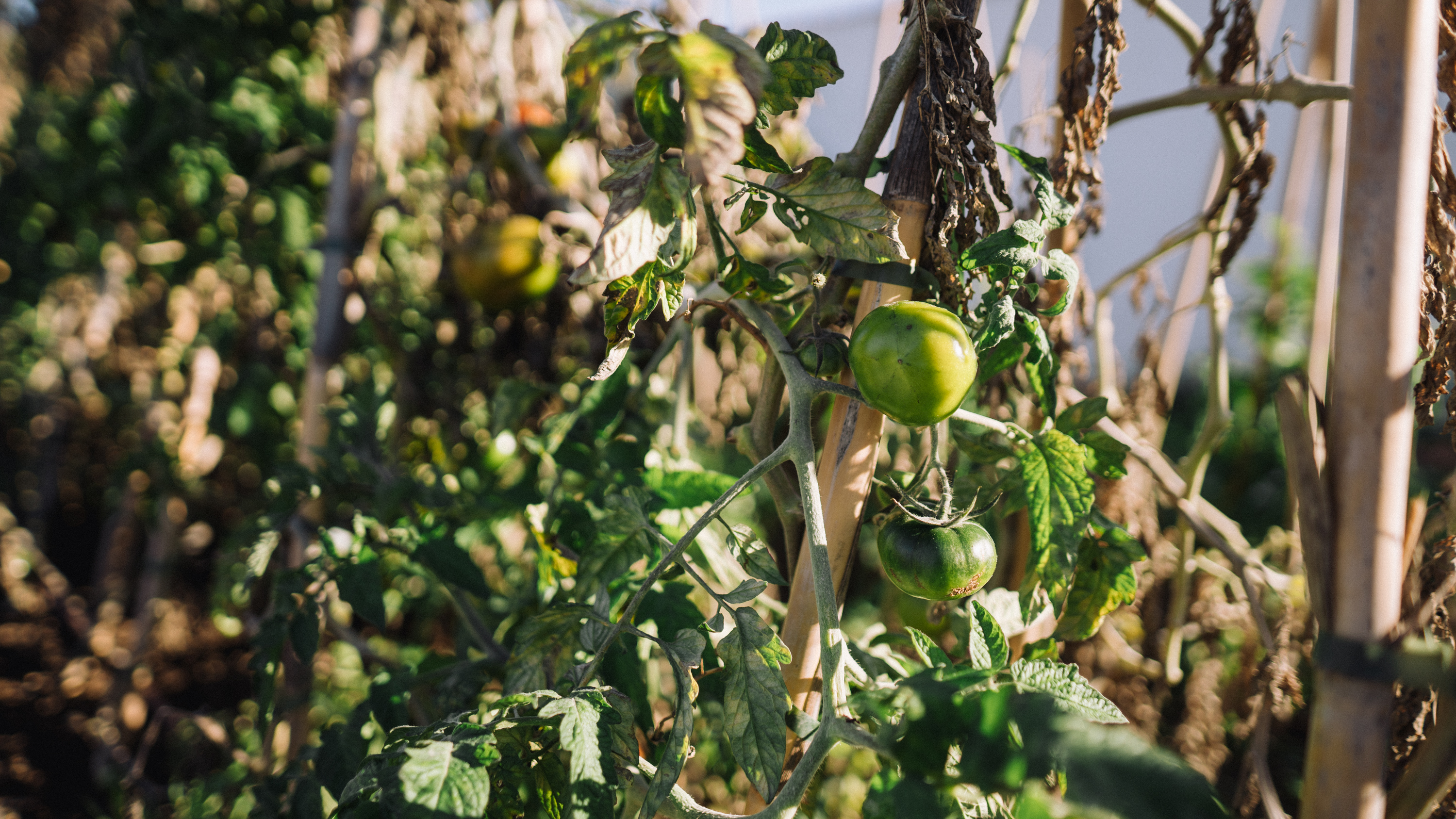 a green tomatoes growing on a vine