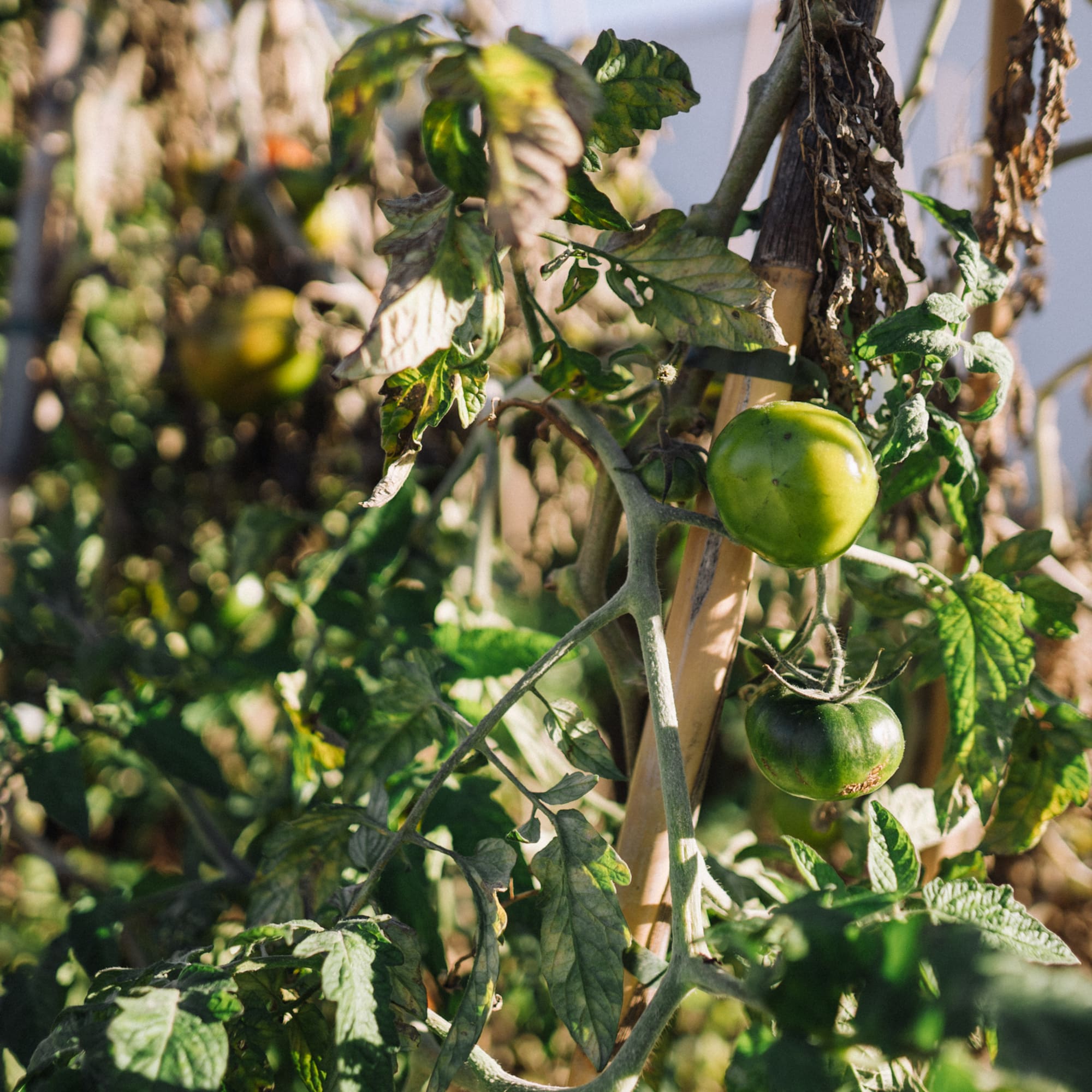 a green tomatoes growing on a vine