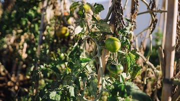 a green tomatoes growing on a vine