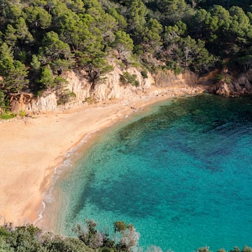a beach with blue water and trees