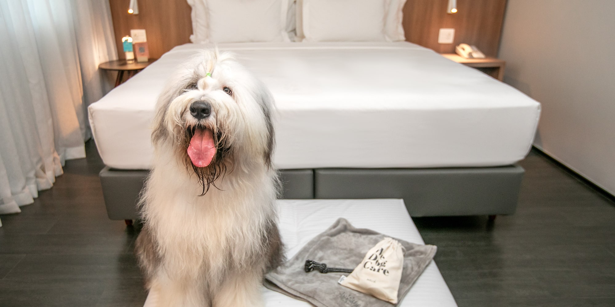 Old English Sheepdog in pet-friendly hotel room, dog care amenities.