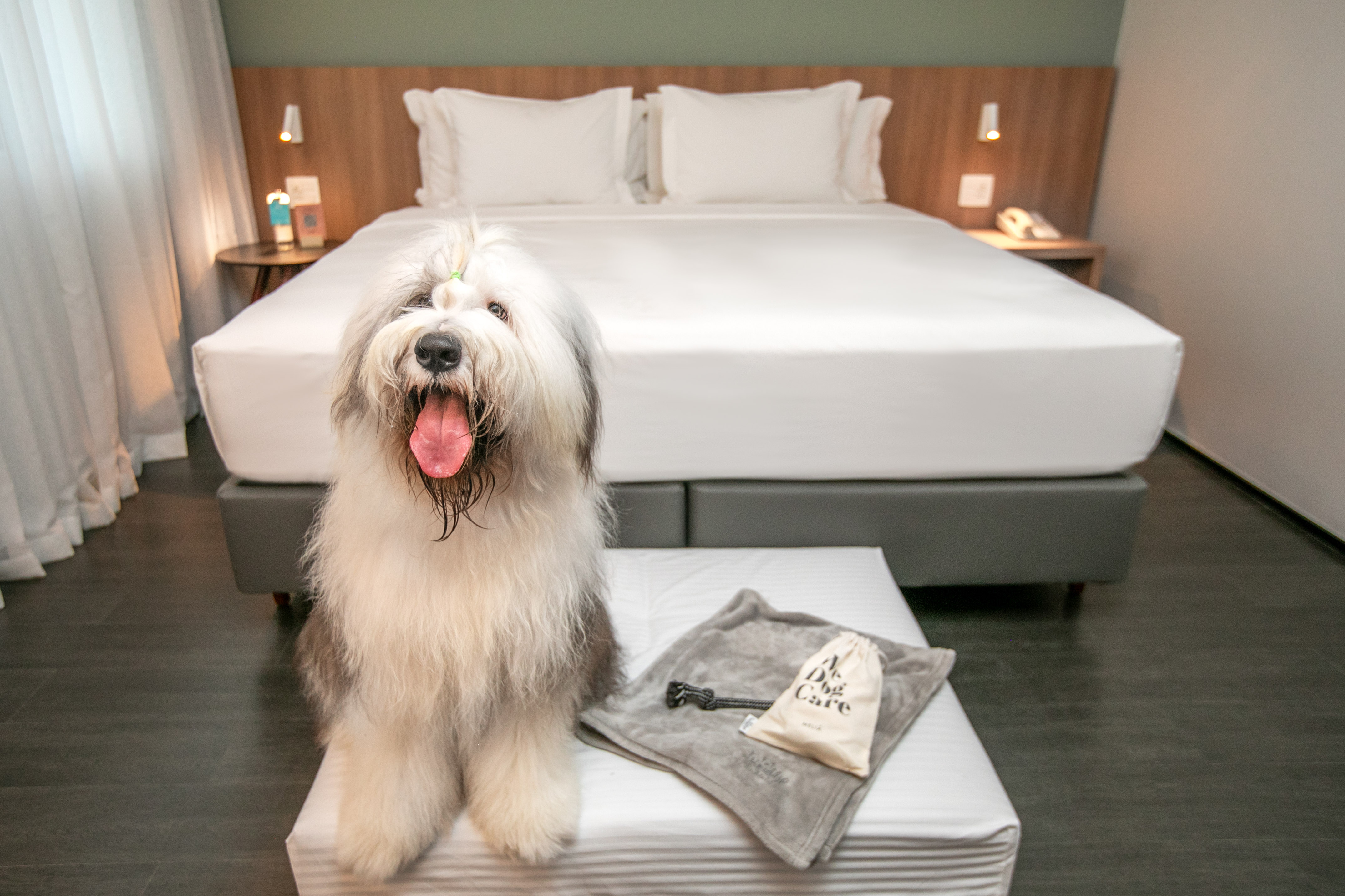 Old English Sheepdog in pet-friendly hotel room, dog care amenities.