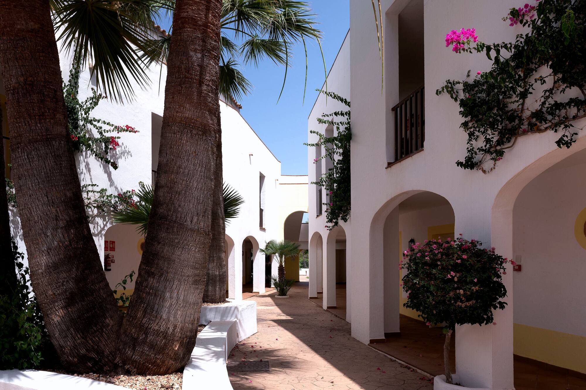 Sunny resort courtyard with white buildings, palm trees, and pink bougainvillea.