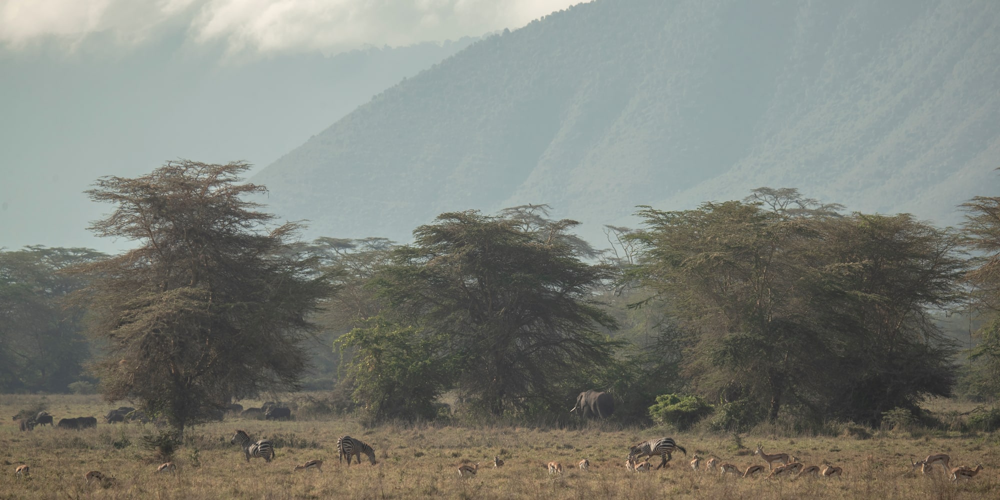 a group of animals in a field with trees and mountains in the background