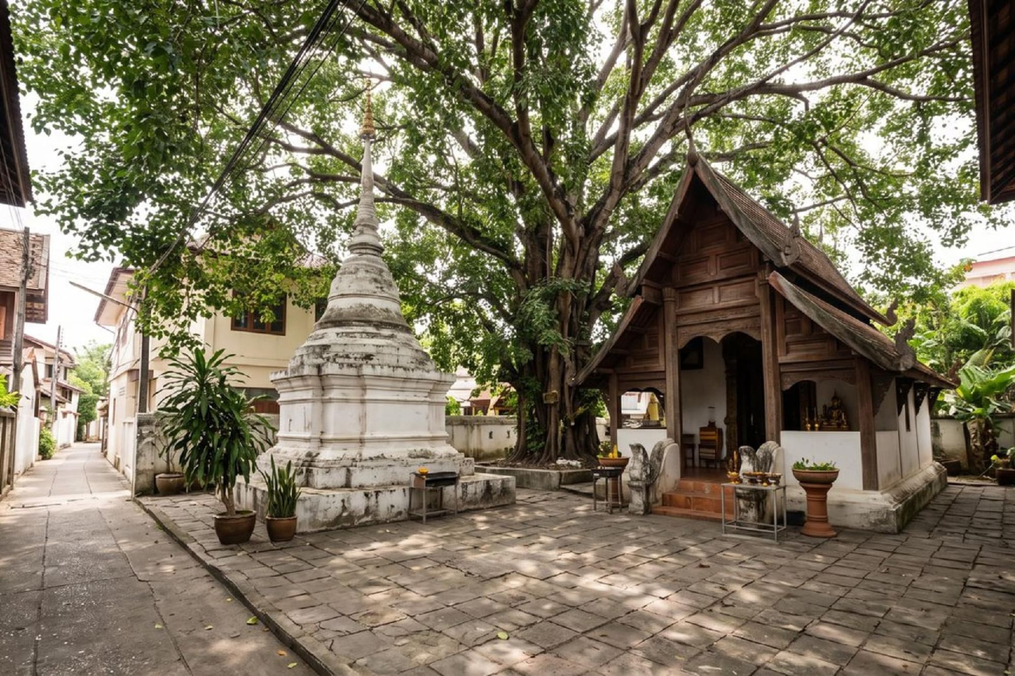 Ancient Thai temple courtyard: white chedi, wooden shrine, and large Bodhi tree.