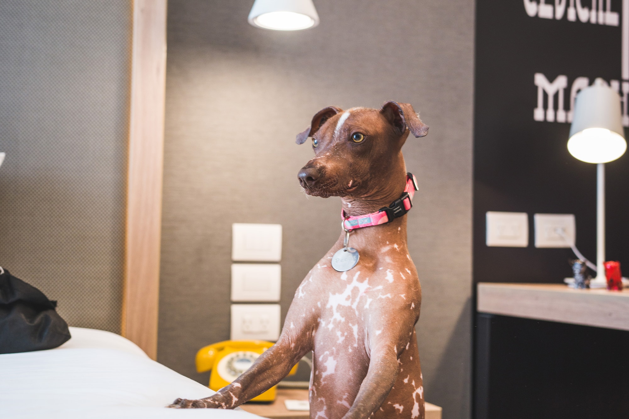 a dog standing on a bed
