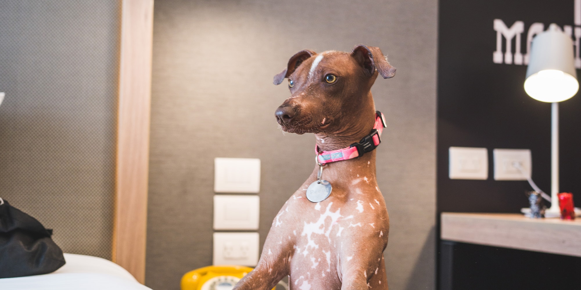 a dog standing on a bed