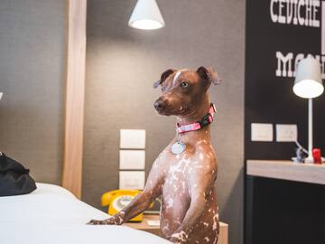a dog standing on a bed
