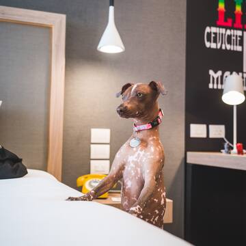 a dog standing on a bed