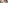 Brown and white mottled hairless dog with pink collar standing on bed in hotel room.