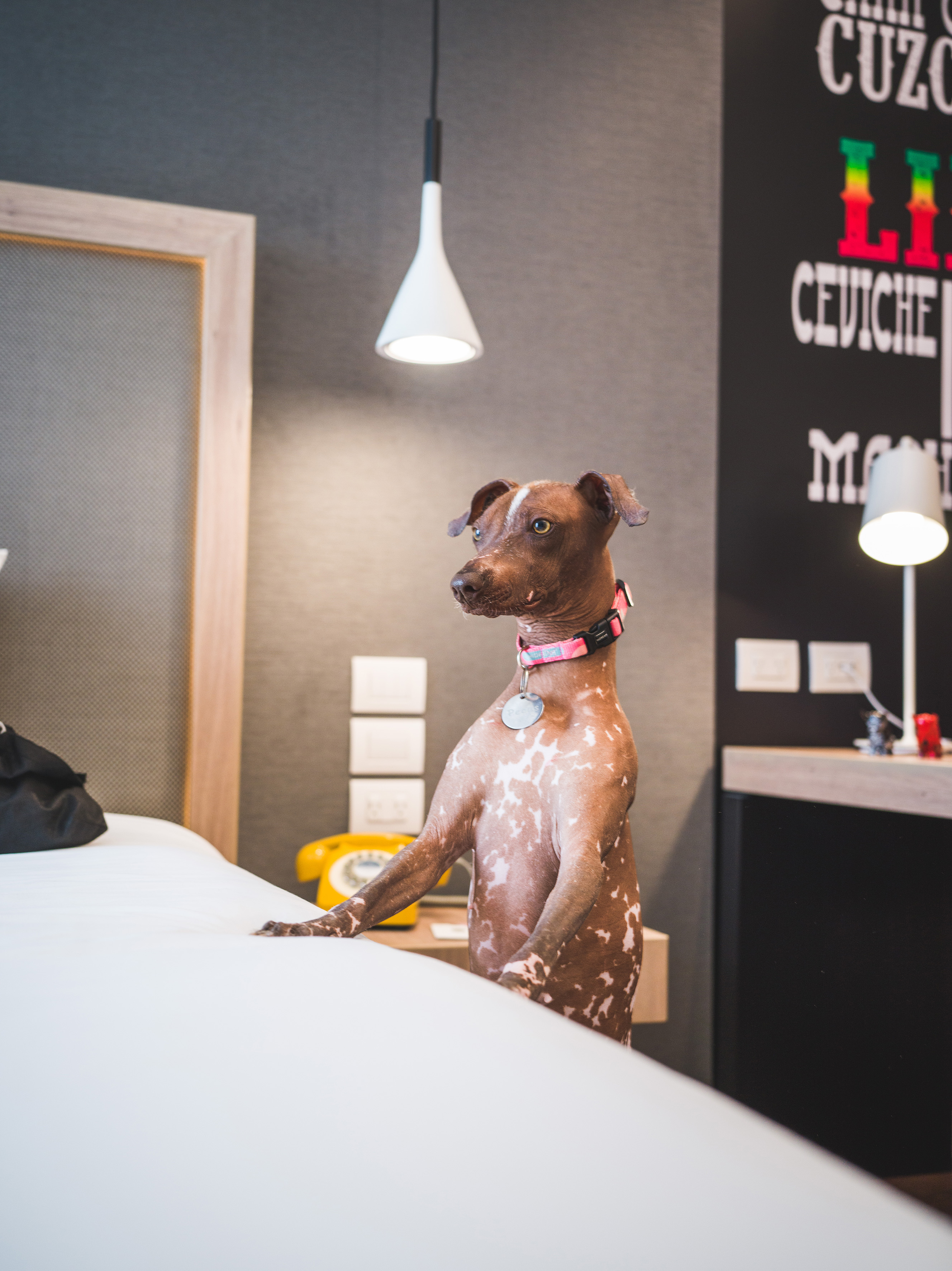 Hairless dog with pink collar standing on bed in a pet-friendly hotel room.