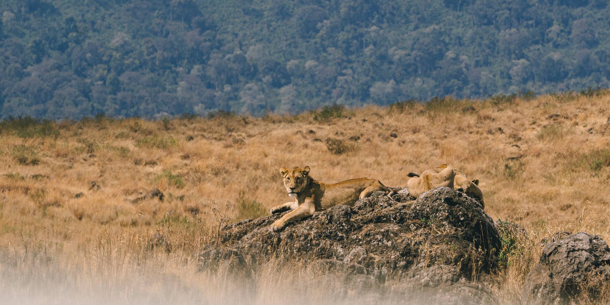a group of lions lying on a rock in a field