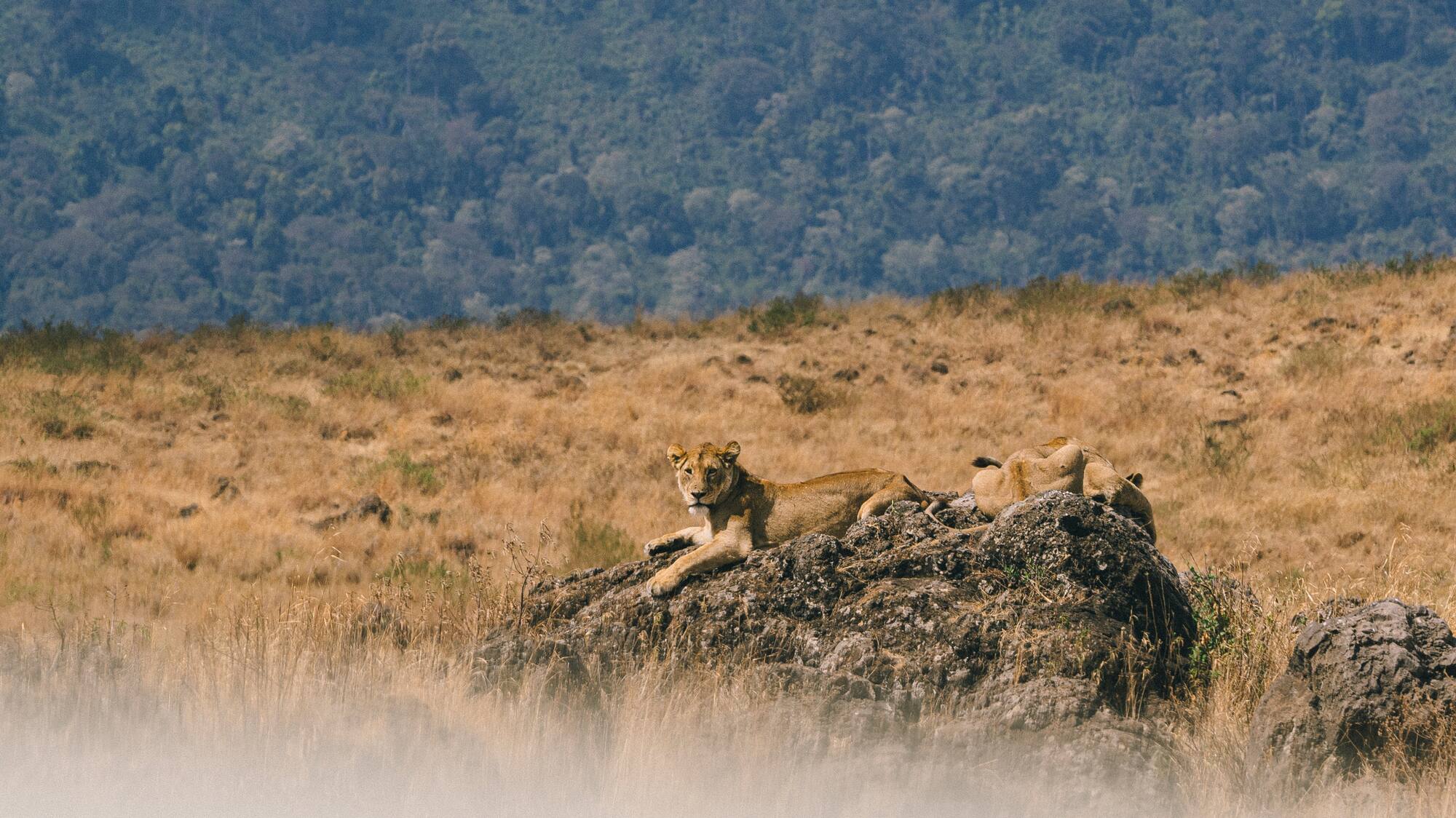 a group of lions lying on a rock in a field