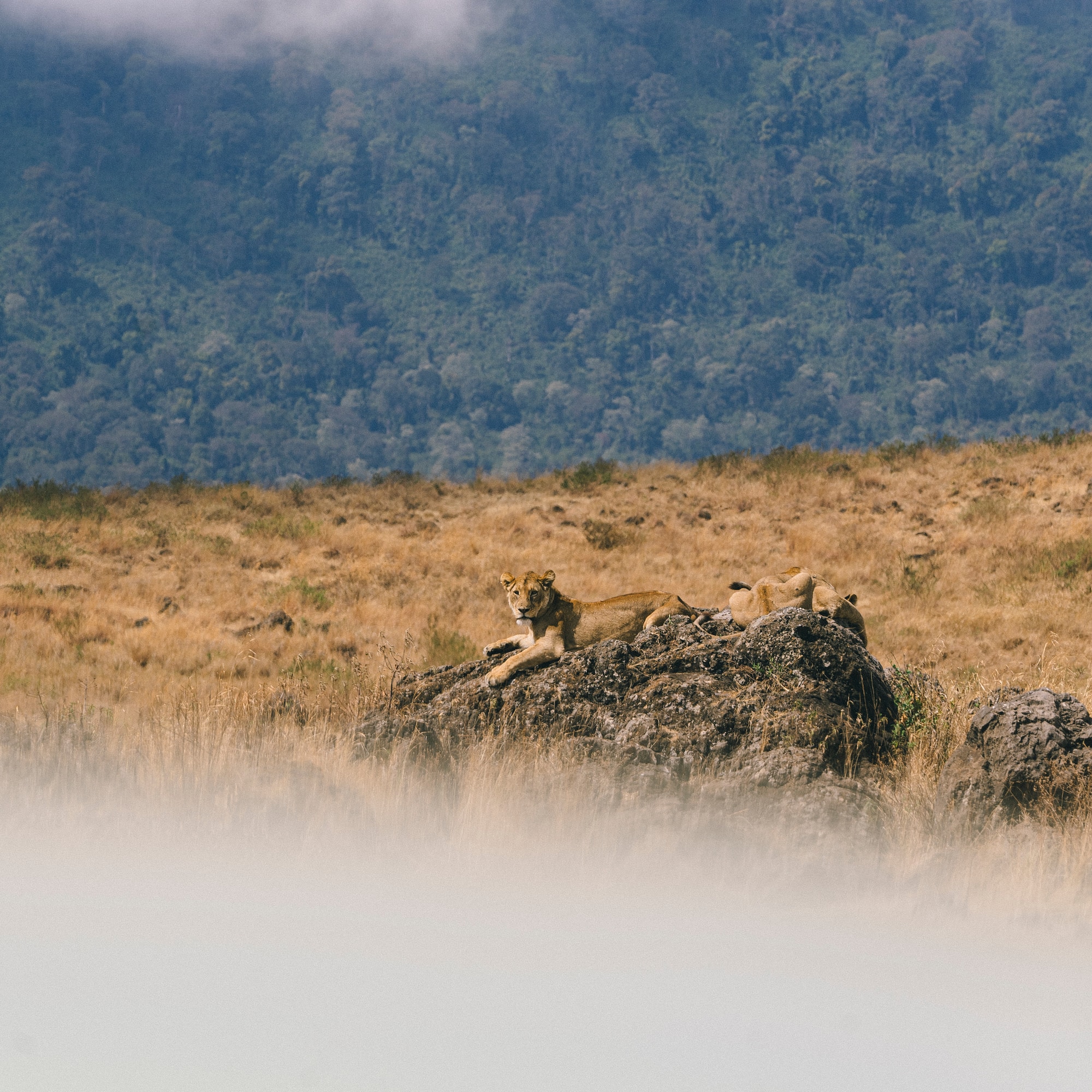 a group of lions lying on a rock in a field