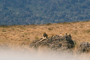 a group of lions lying on a rock in a field