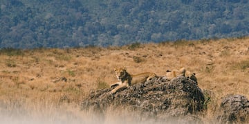 a group of lions lying on a rock in a field