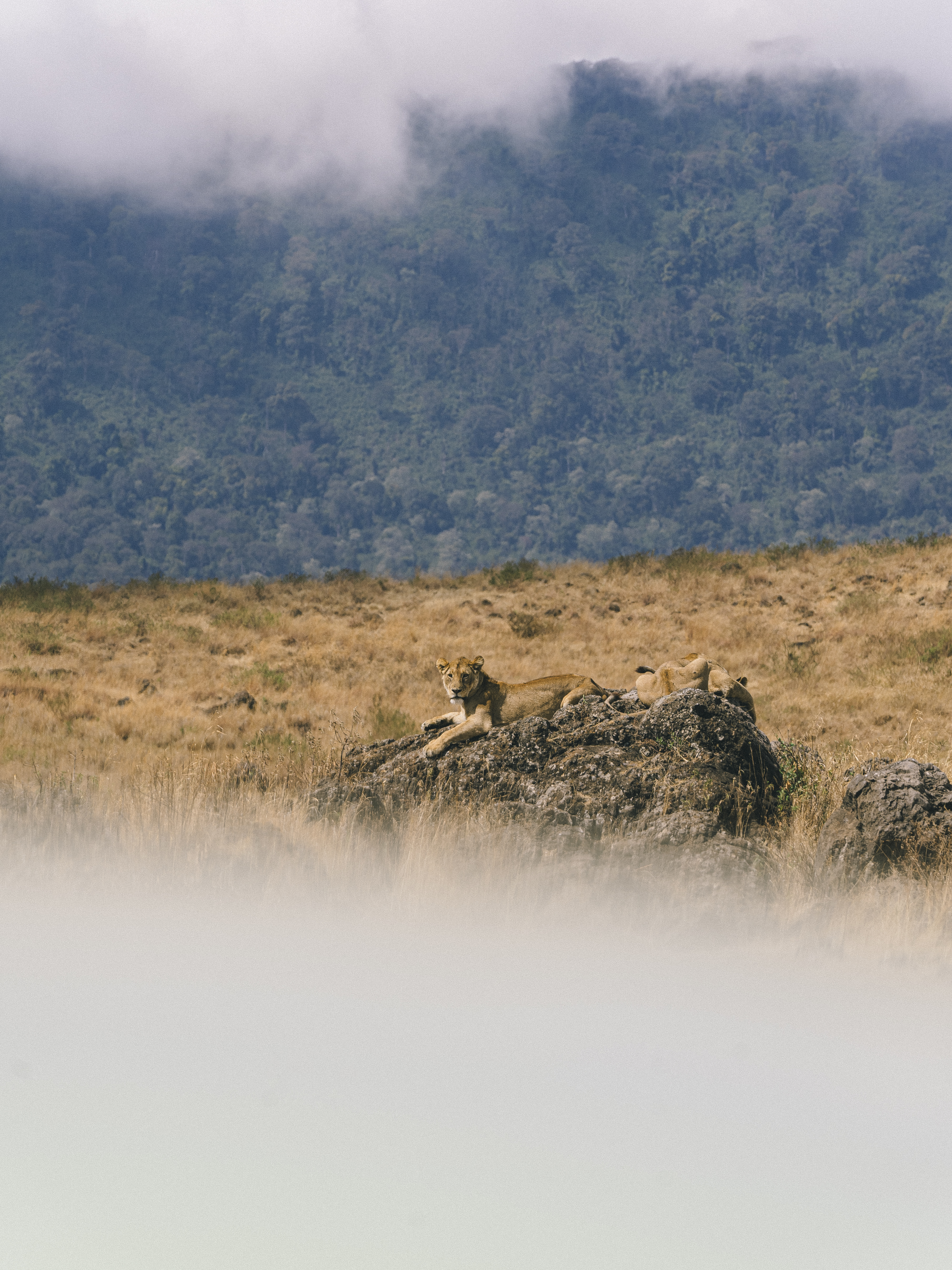 African lions on rock in dry savanna with misty forest behind.