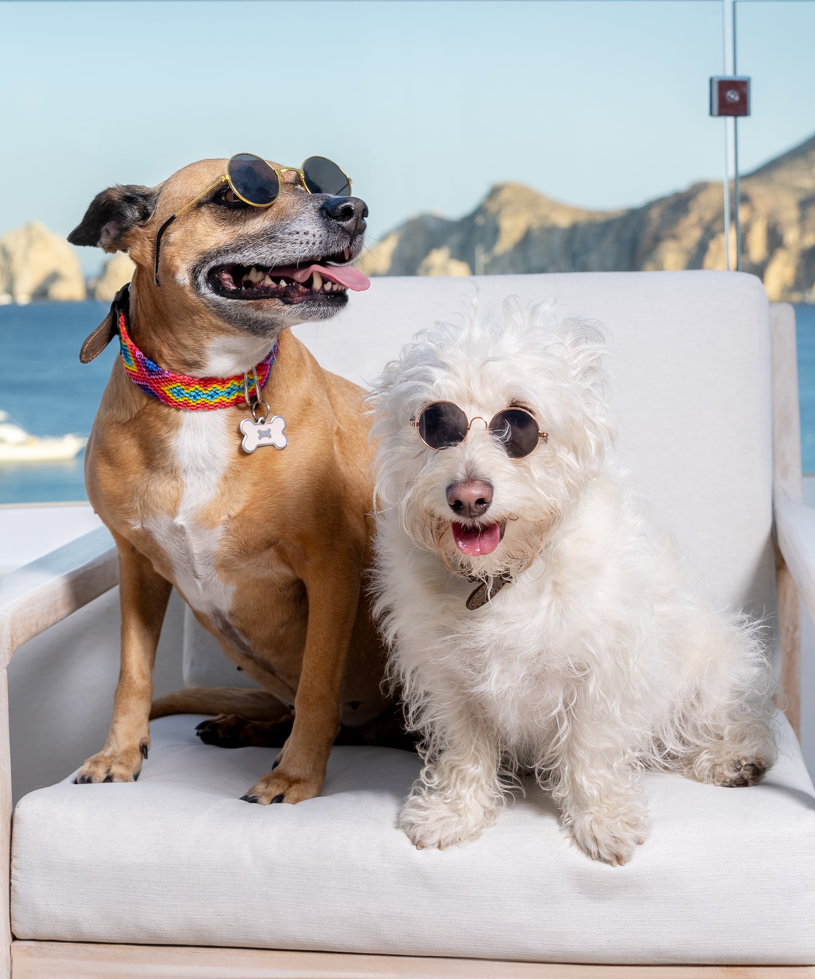 Dos perros con gafas de sol en terraza con vista al mar y montañas.