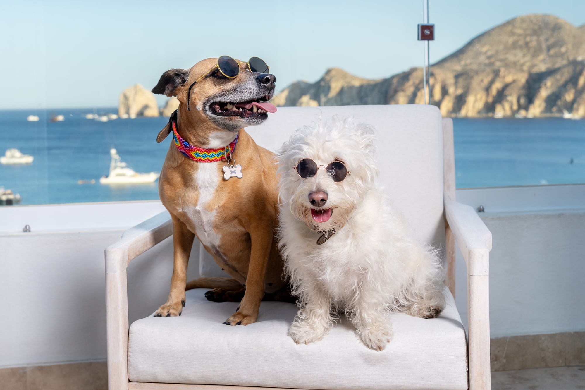 Dos perros con gafas de sol en terraza con vista al mar y montañas.