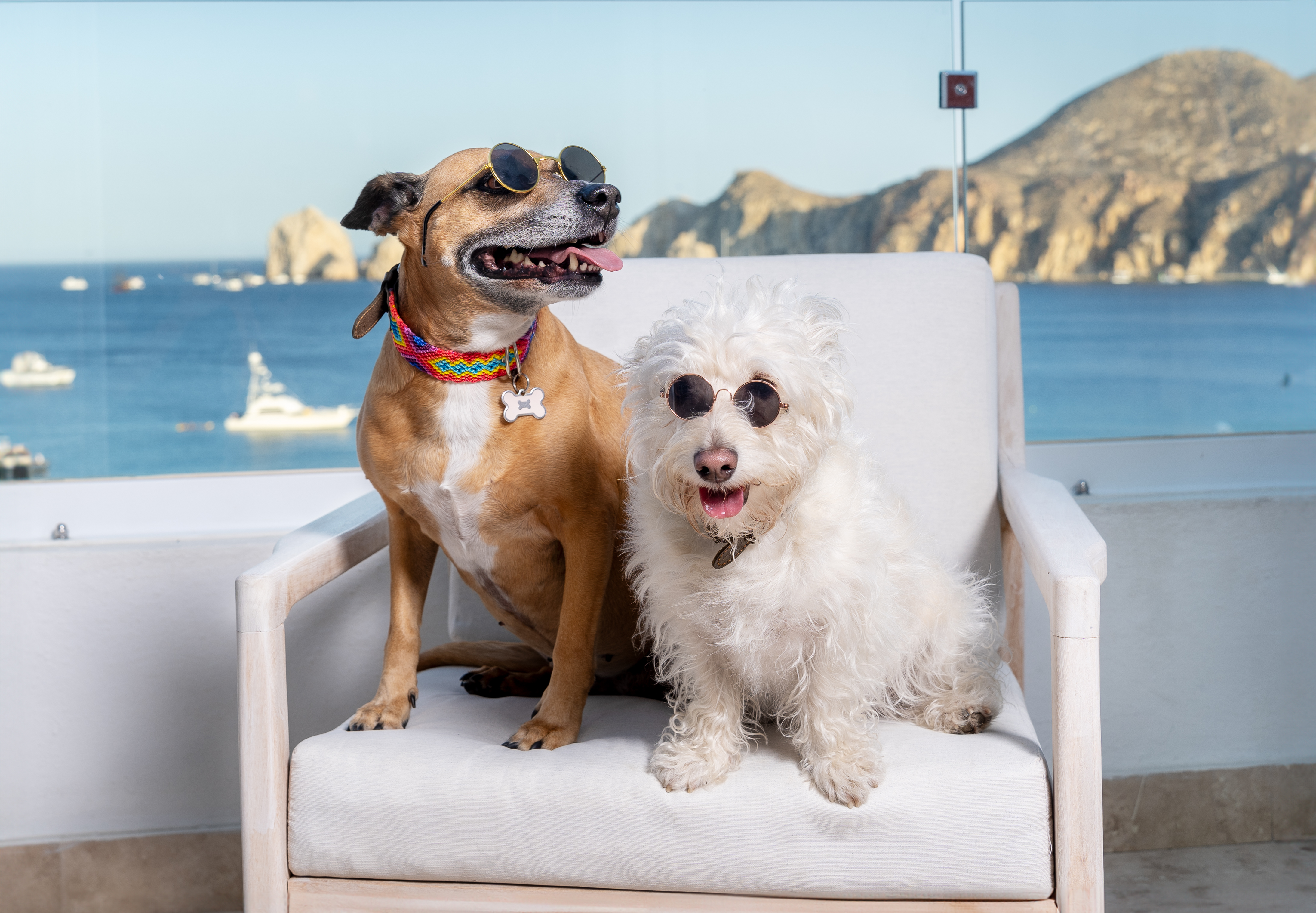 Dos perros con gafas de sol en terraza con vista al mar y montañas.