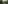 Couple walking through a lush banana plantation, giant green leaves.