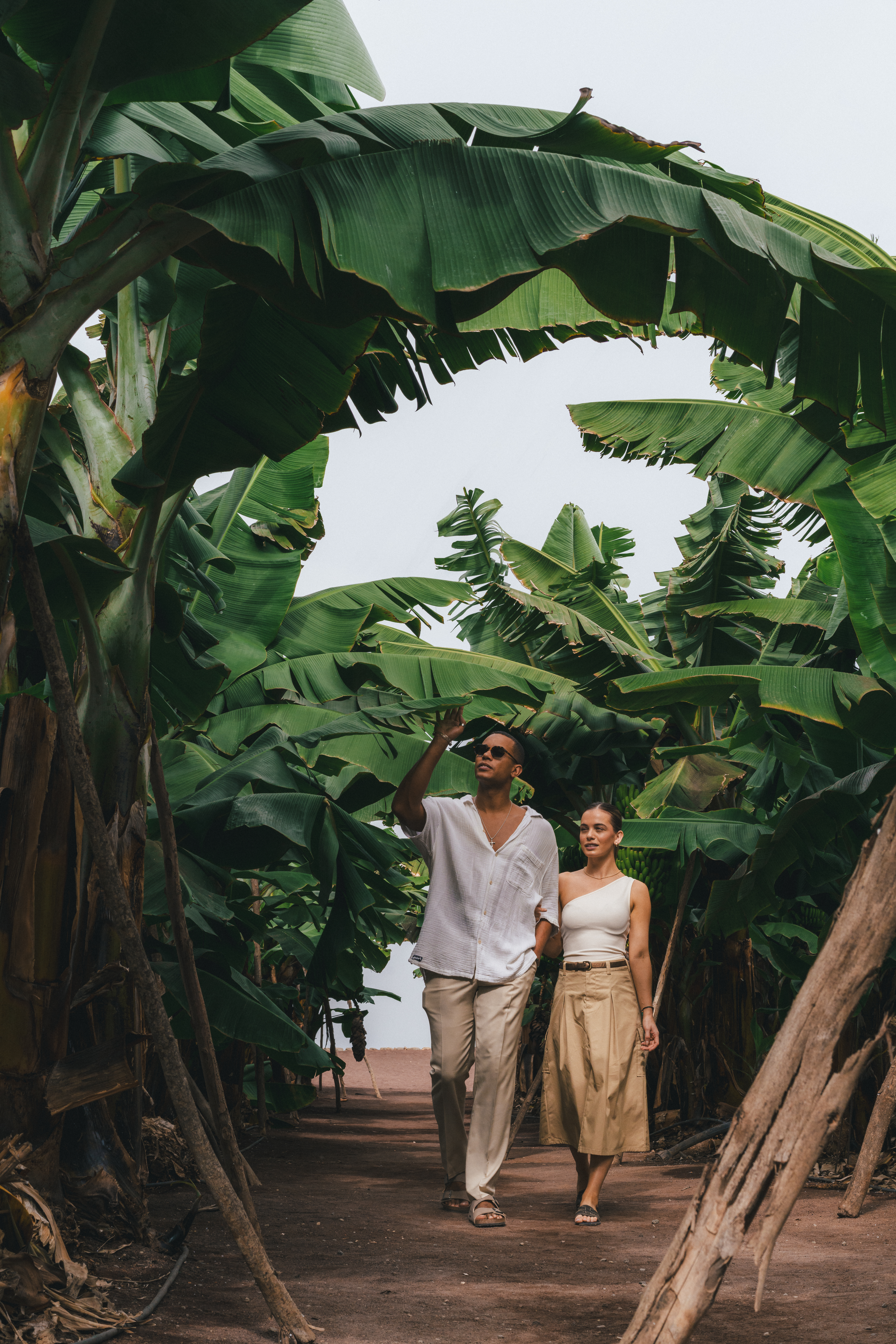 Couple walking through a lush banana plantation, giant green leaves.