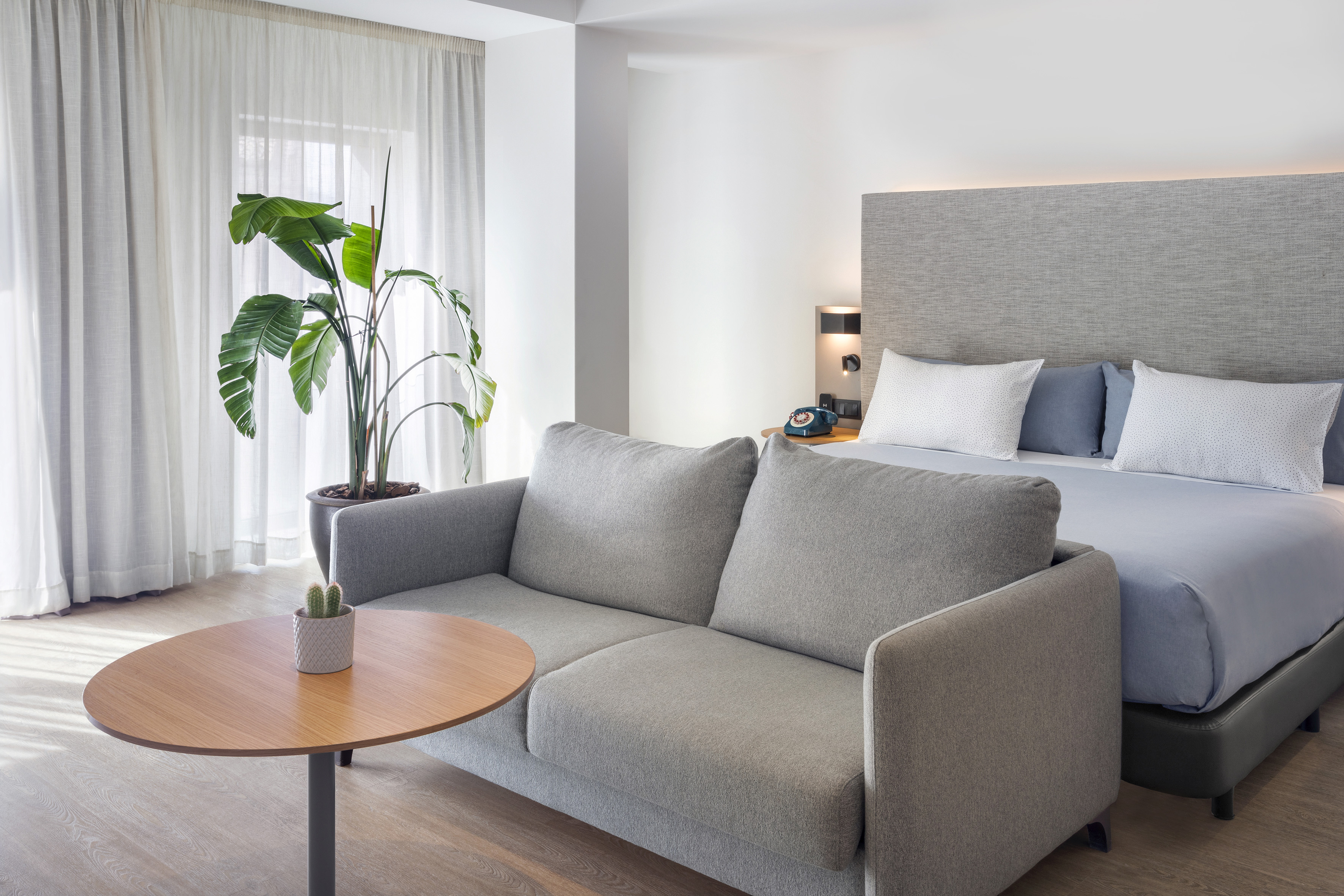 Modern hotel suite featuring a gray sofa, bed, plant, and sheer curtains.