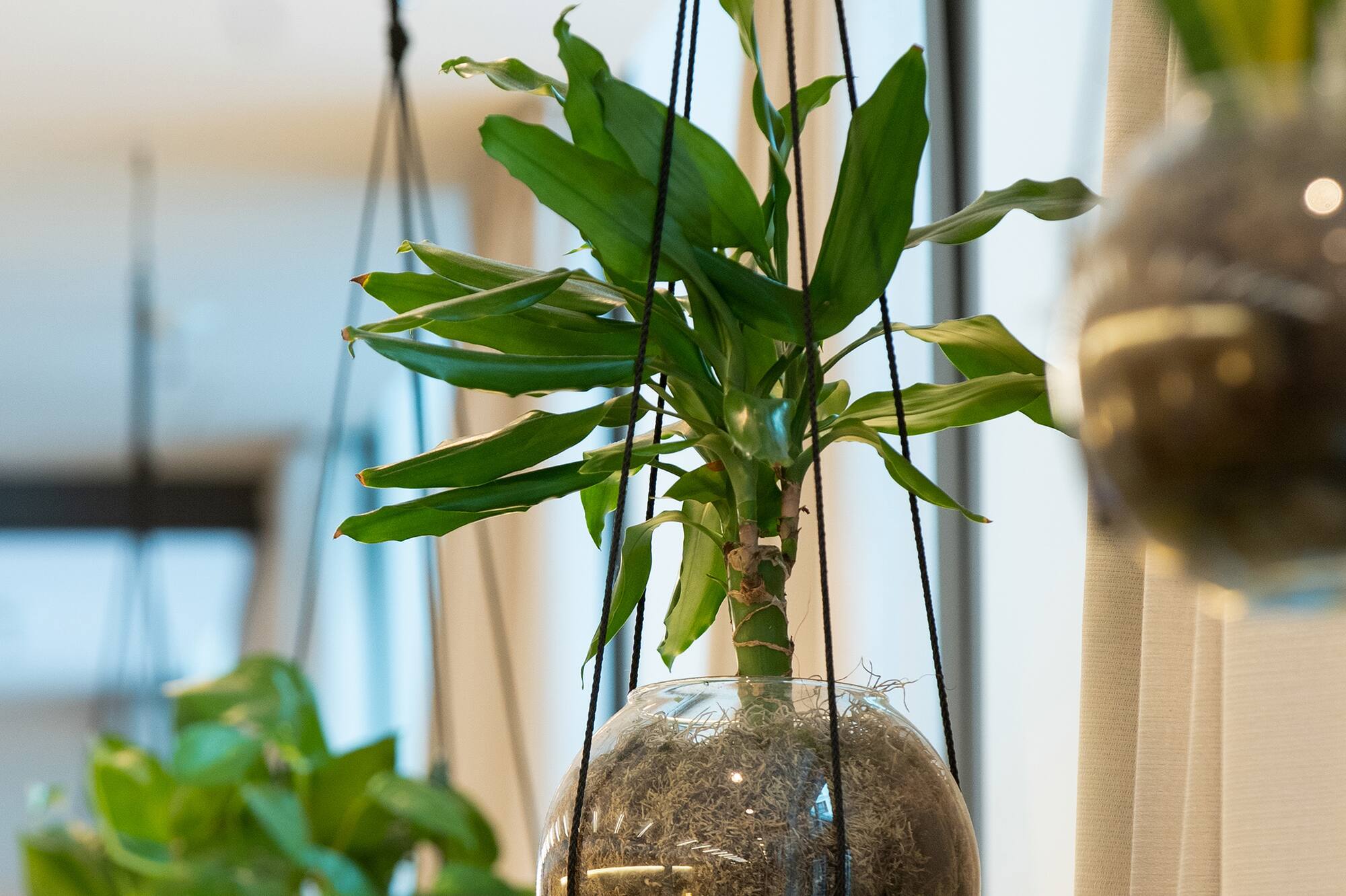 Hanging green plant in a glass globe planter, modern indoor decor.