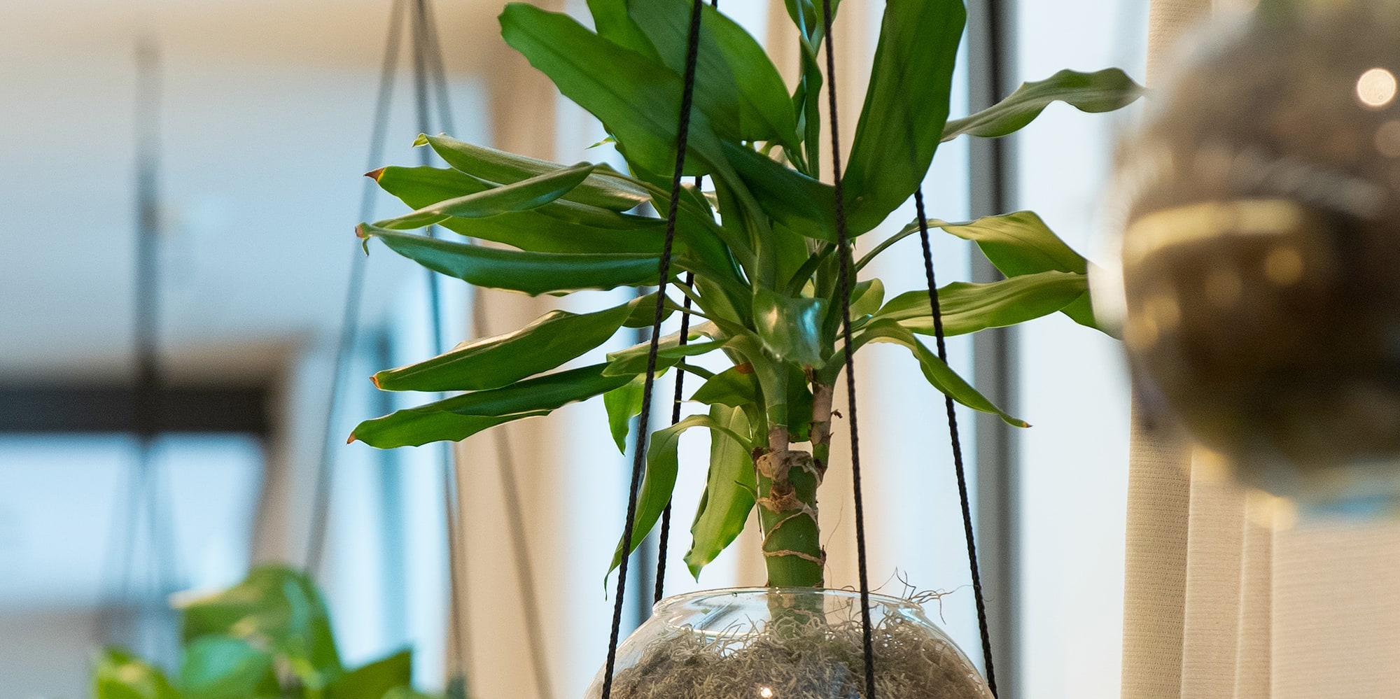 a plant in a glass pot