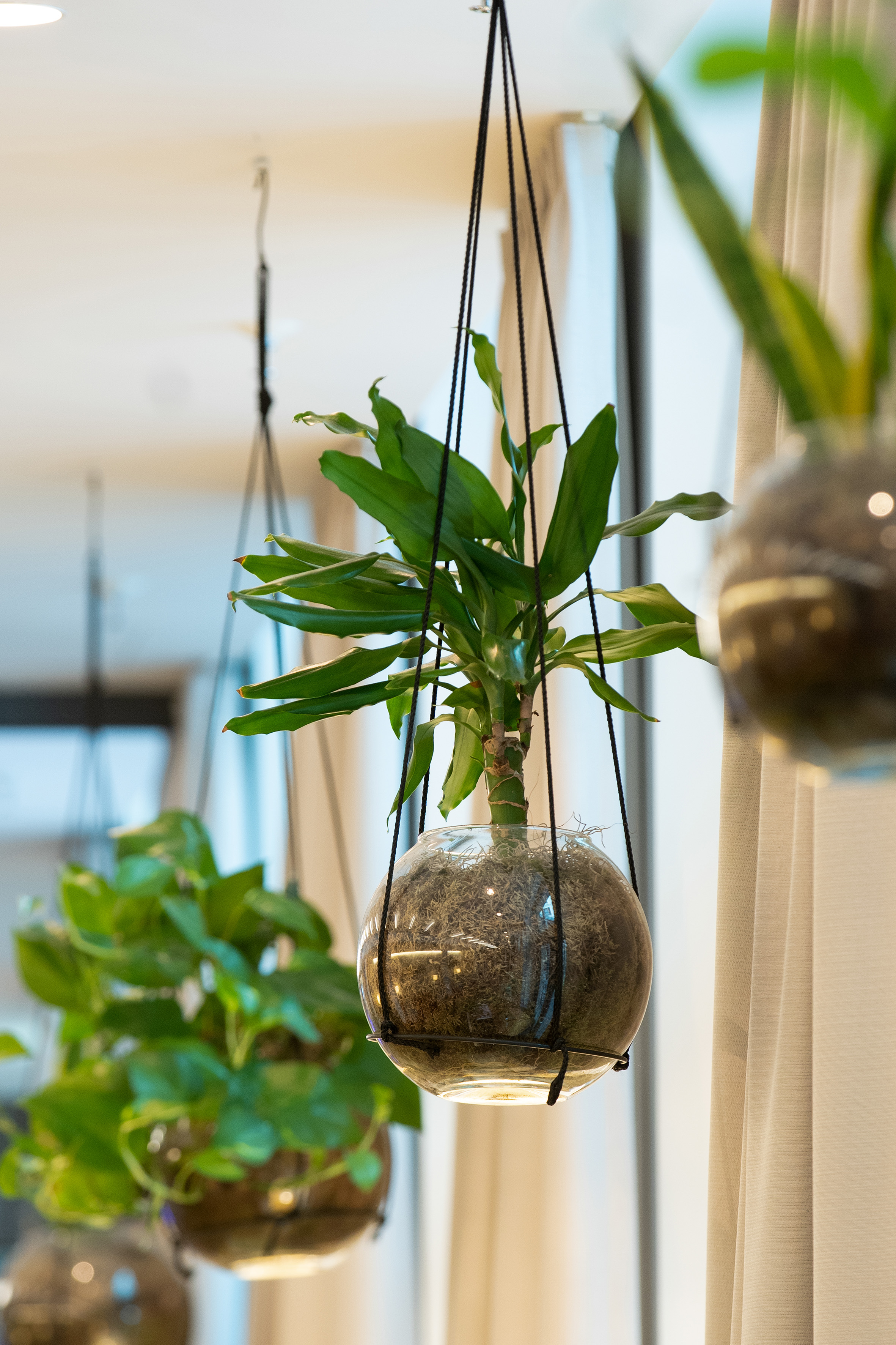 Hanging green plant in a glass globe planter, modern indoor decor.