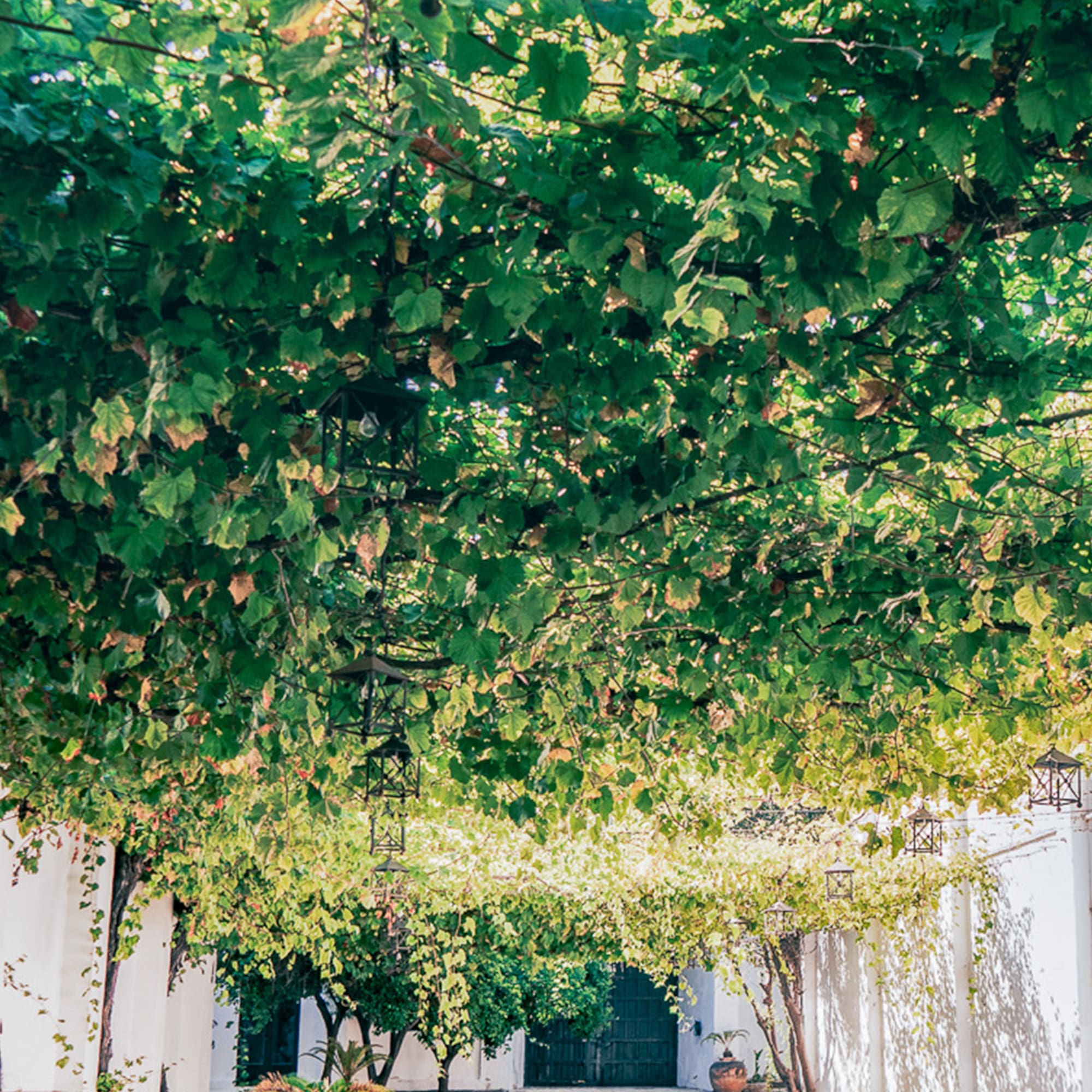 a walkway with trees and lights