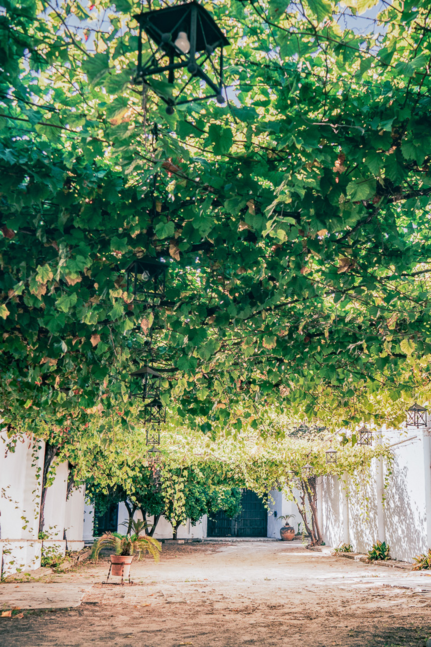 a walkway with trees and lights