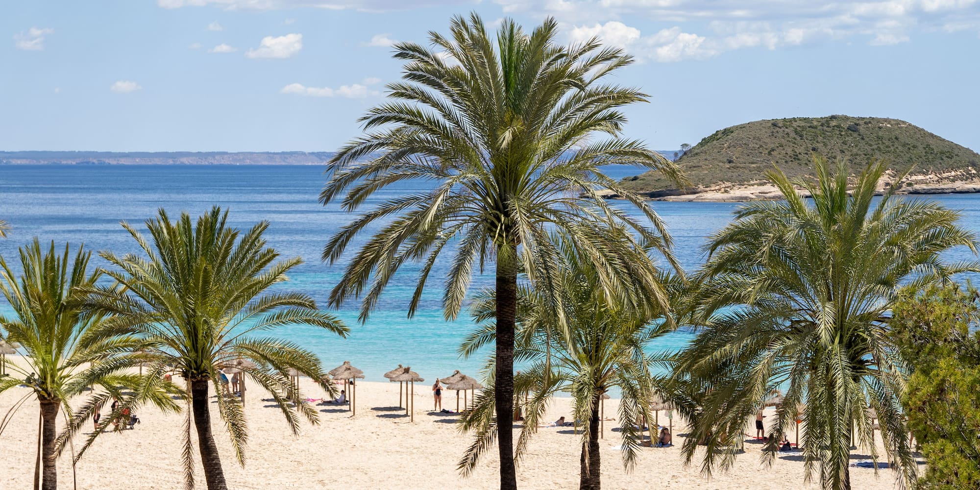 a group of palm trees on a beach
