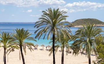 a group of palm trees on a beach