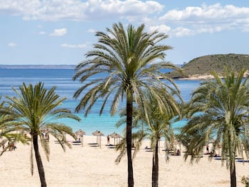 a group of palm trees on a beach