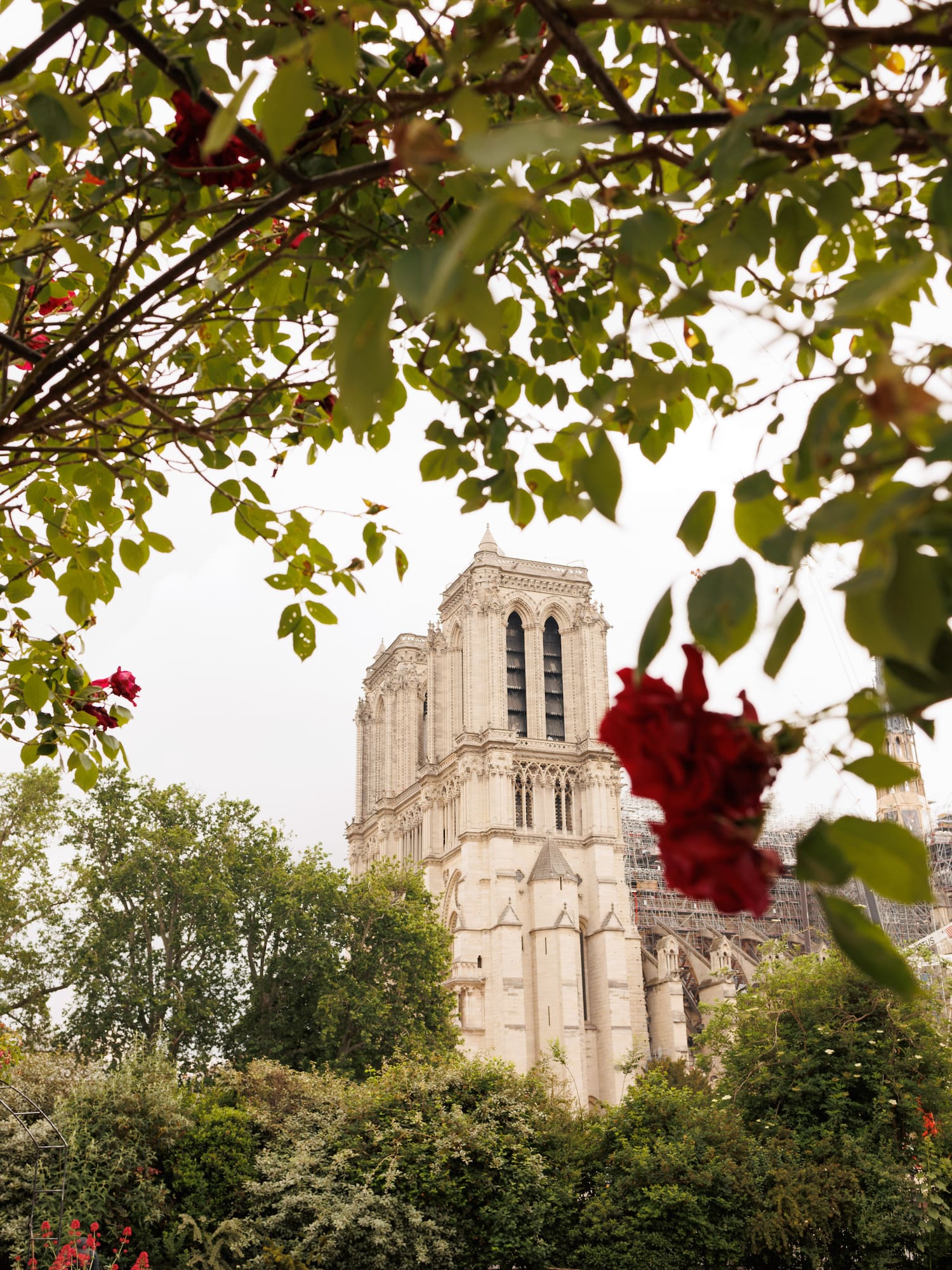 a tree with red flowers and a building in the background