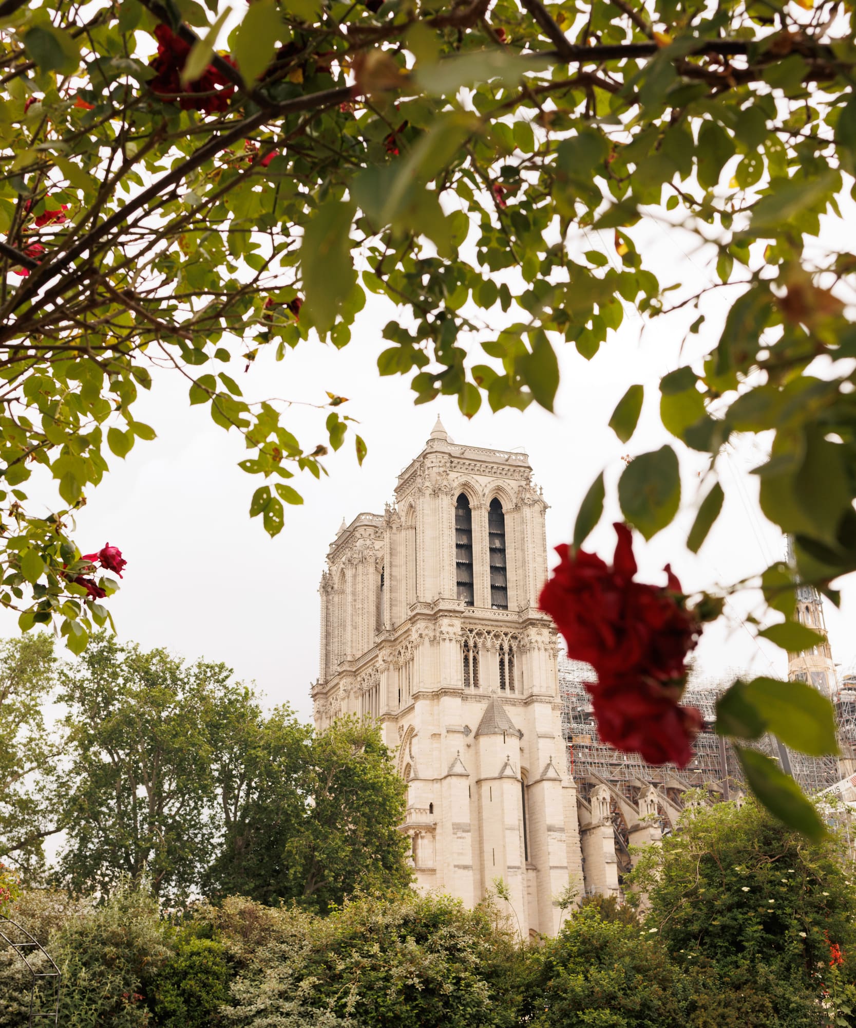 a tree with red flowers and a building in the background