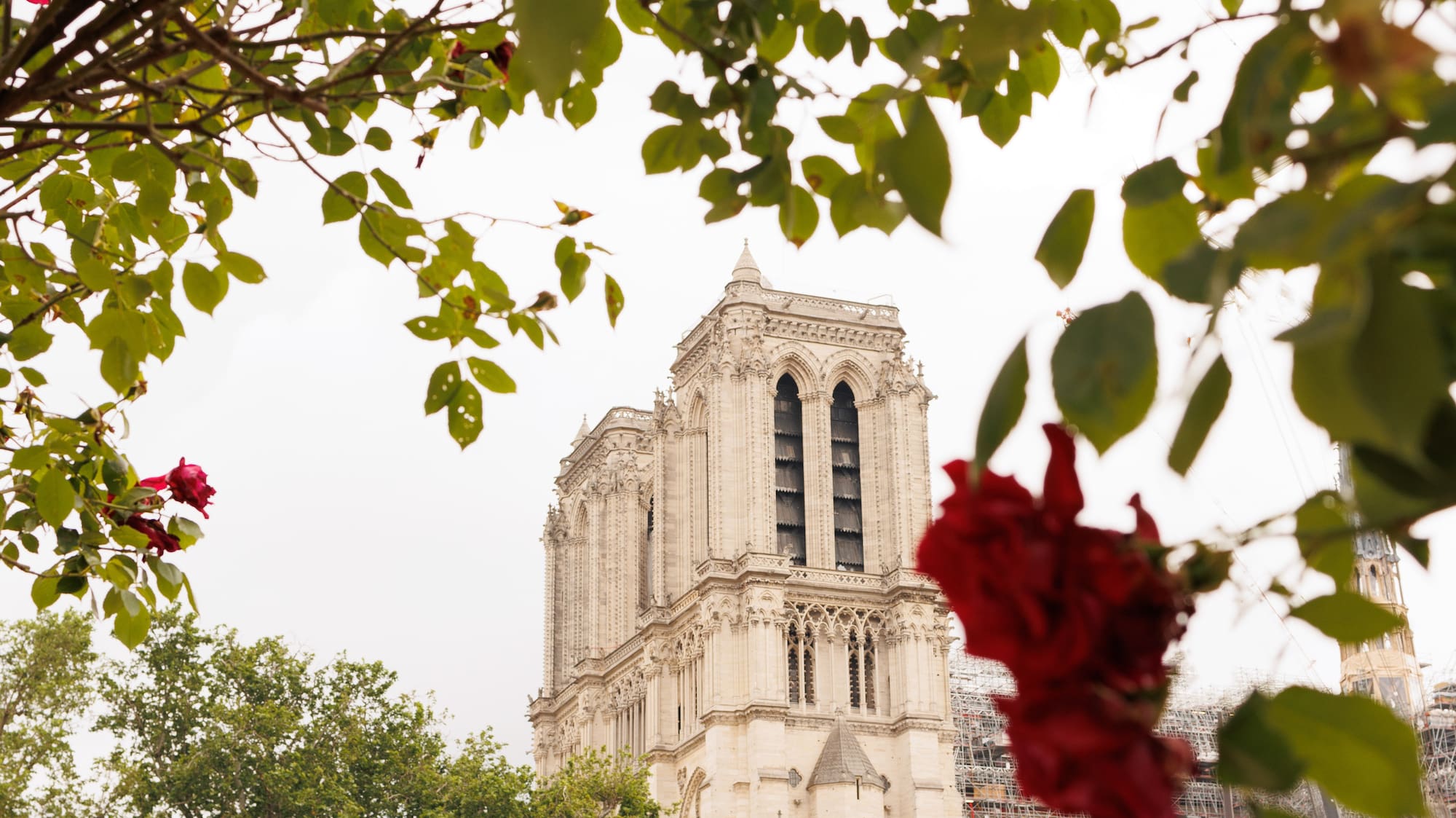 a tree with red flowers and a building in the background