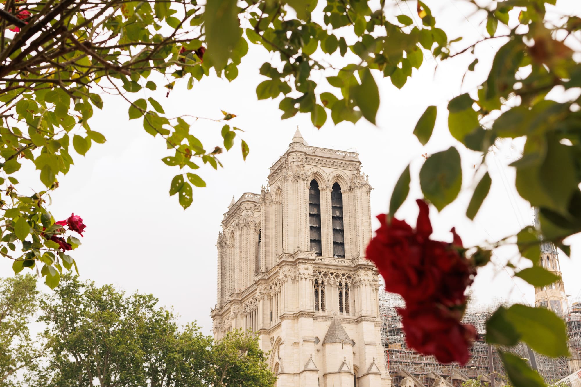 a tree with red flowers and a building in the background