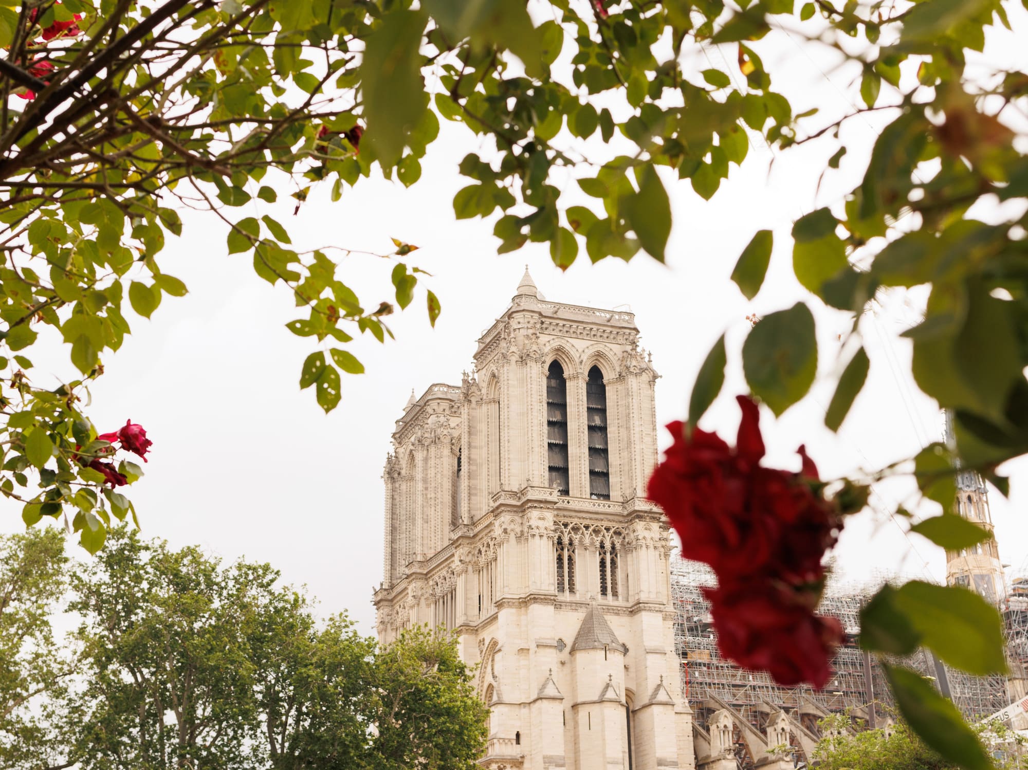 a tree with red flowers and a building in the background