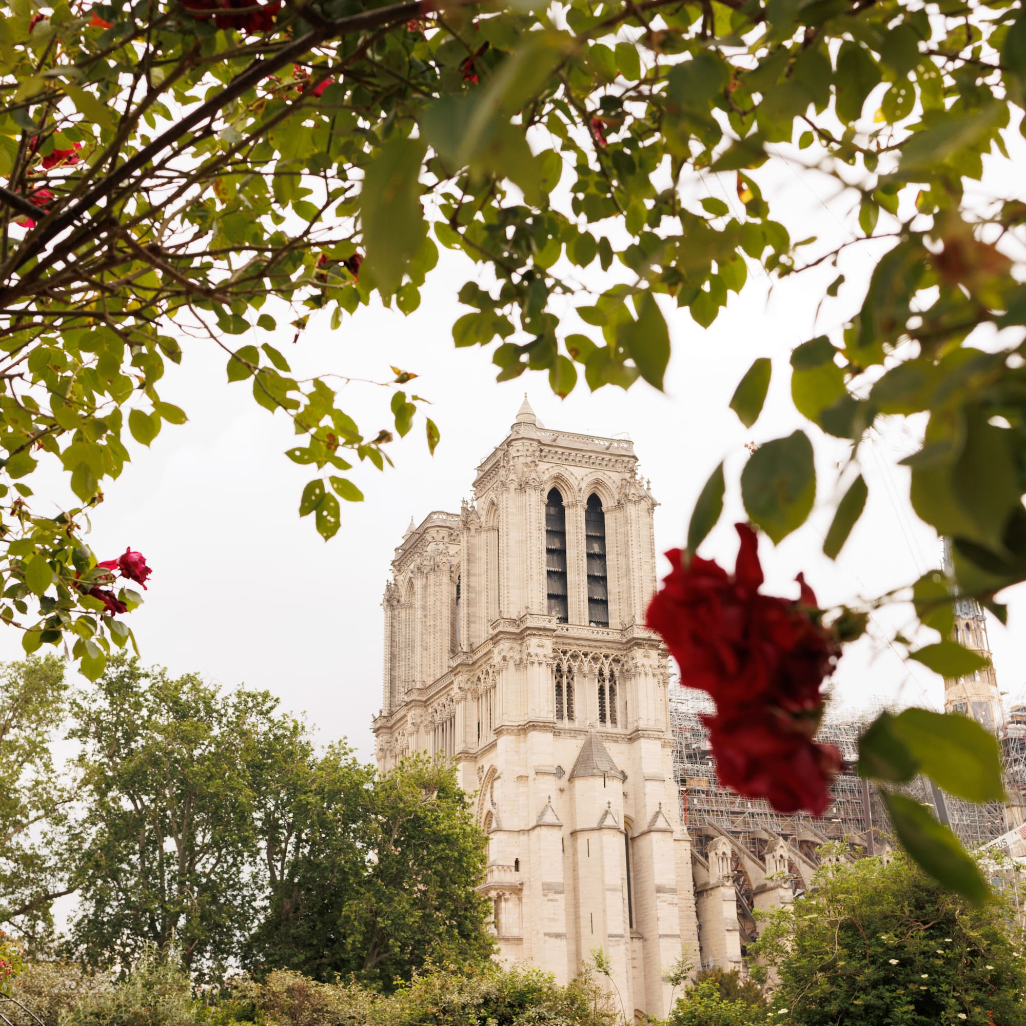 a tree with red flowers and a building in the background