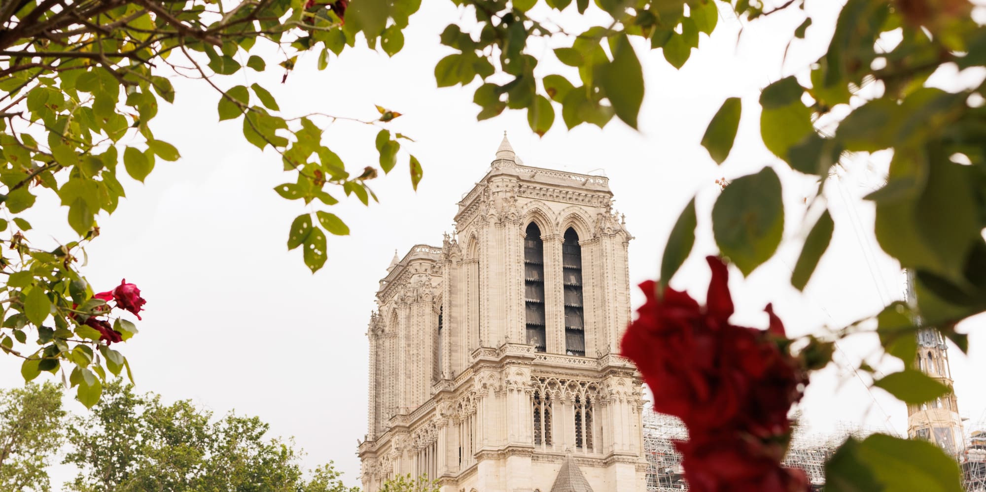 a tree with red flowers and a building in the background