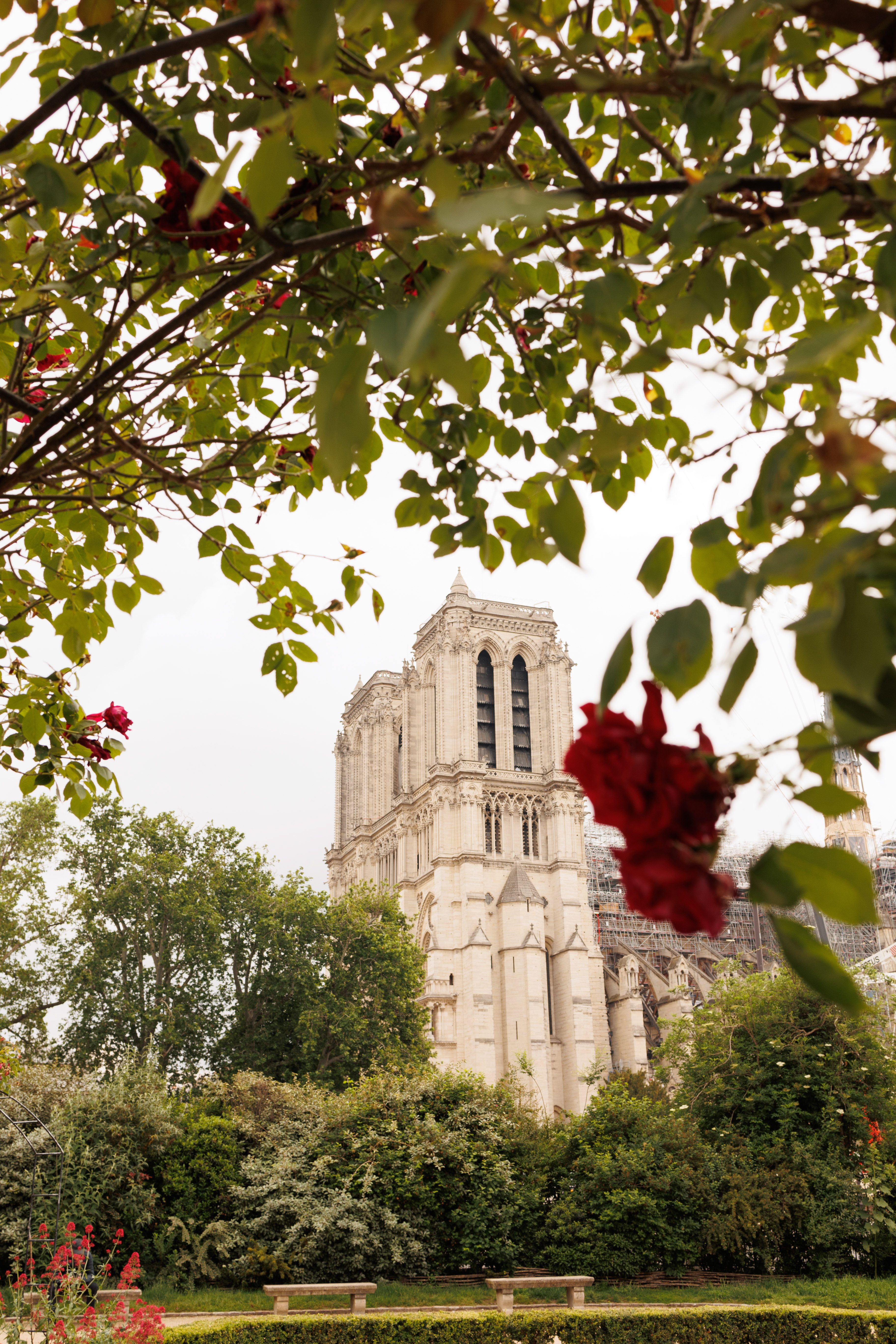 Notre Dame Cathedral Paris with scaffolding, framed by trees and red roses.