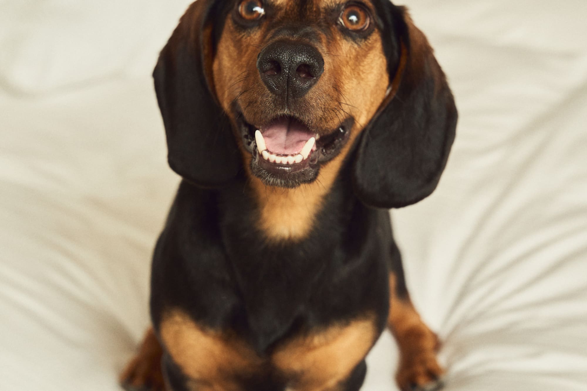 a dog sitting on a bed
