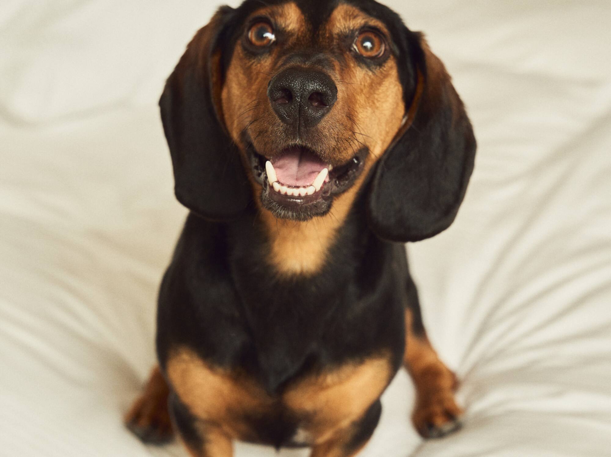 a dog sitting on a bed